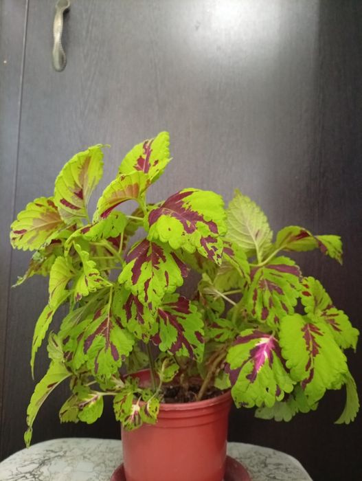 Колеус комнатное растение