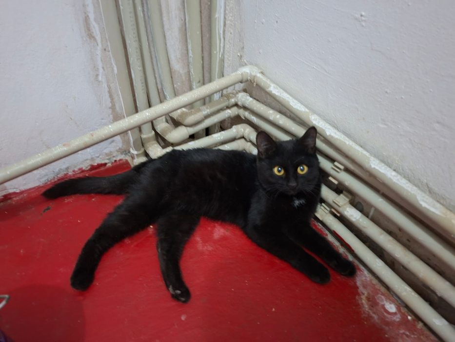 Котенок 2,5 айлық тегін