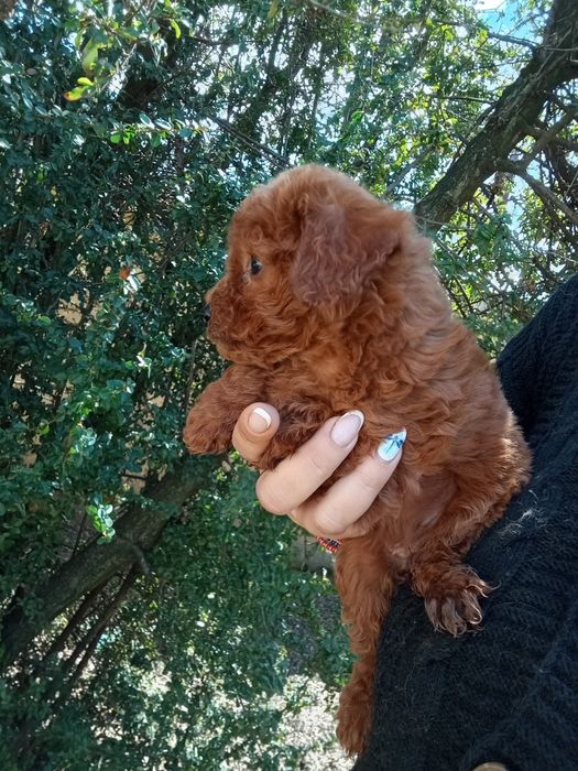 Baietel Pudel jucarie