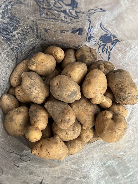 Продам картошку желтую