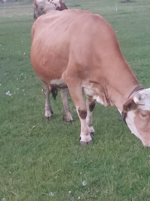 Vând vaca de lapte în vârstă de 7 ani