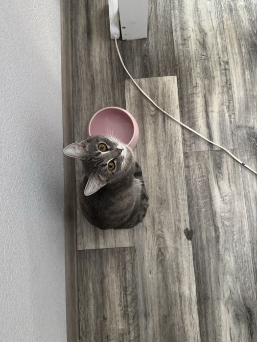 Котенок 3х месячный