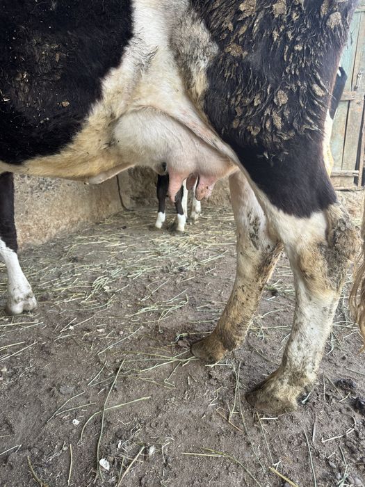 Сүтті Сиыр Сатылады