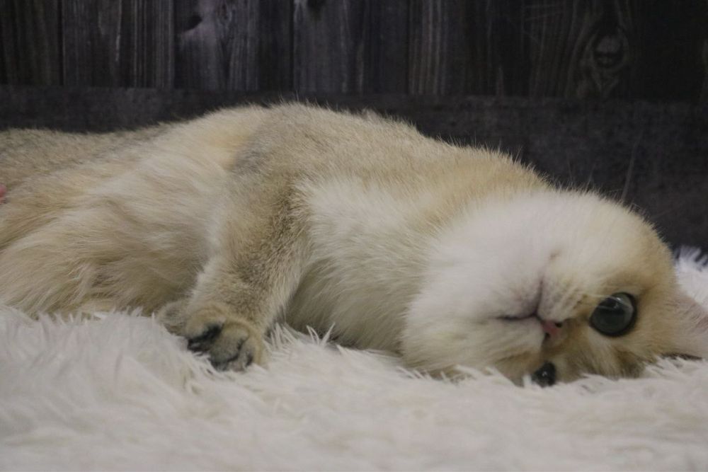 Девочка британка чистокровная