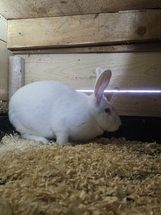 Iepuri Hycole francez