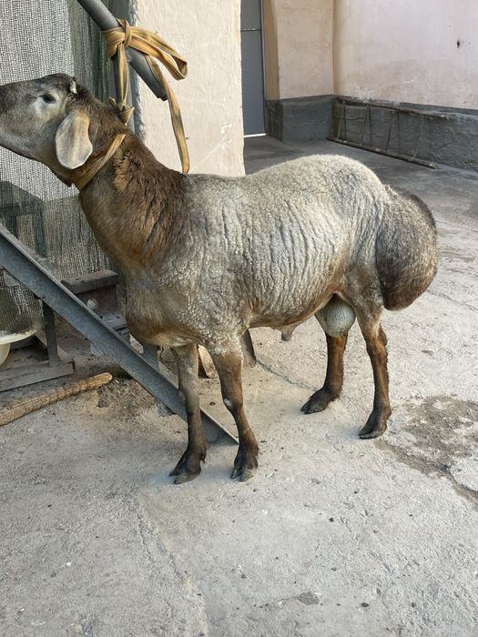 Qochqorlar bor sotiladi