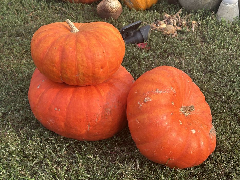 Dovelci Halloween