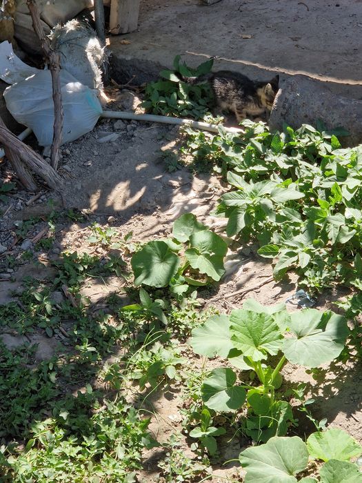 Котята бесплатно