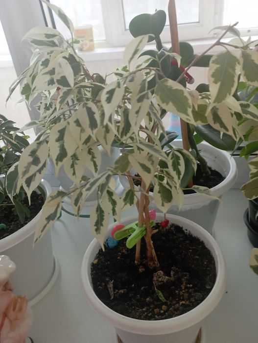 Цветок фикус Бенжамена