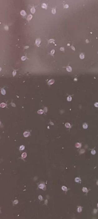 Стартова култура моини.