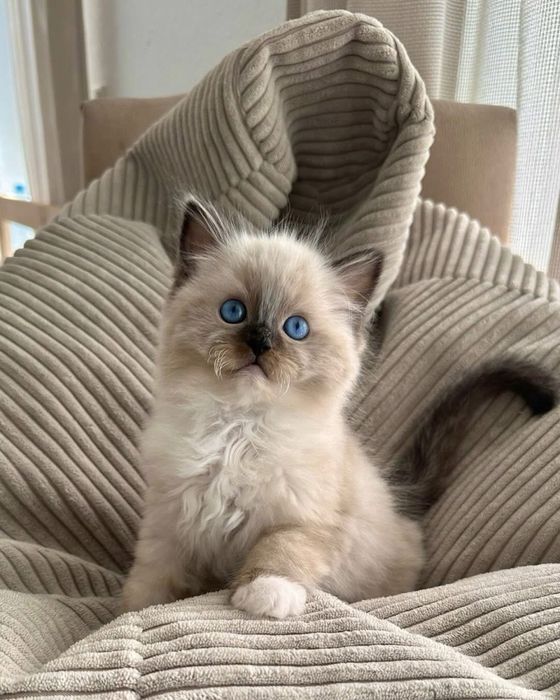 Ragdoll puiut frumos
