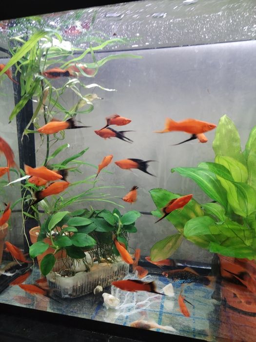 Продажа аквариумных рыб