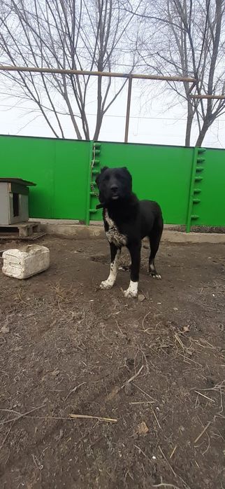 Поводом щенки САО