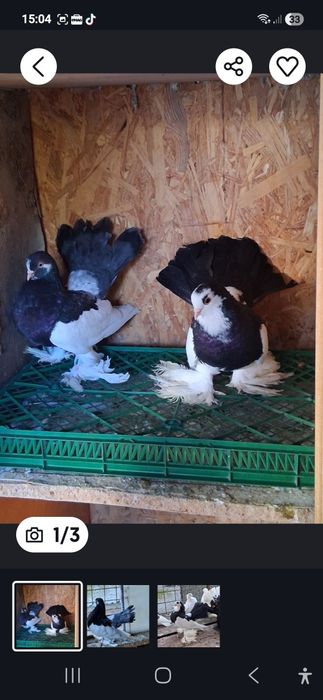 Vand gusati si volga