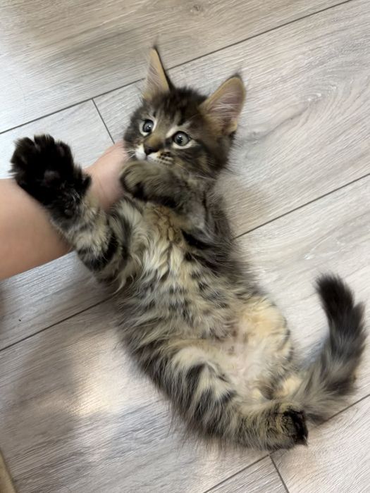 Мейн кун котята мальчики