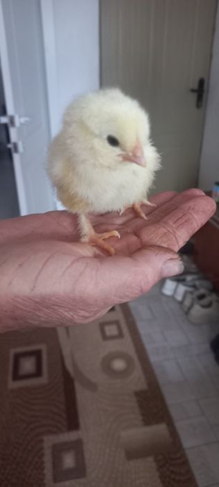 Цыплята 3-х дневные