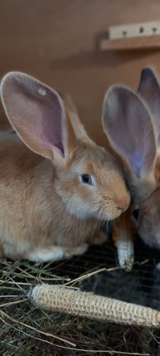 Iepuri urias german galben