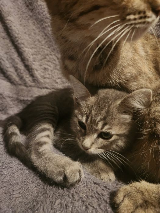 Отдам котят мальчиков