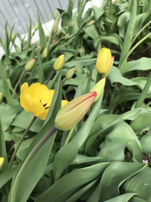 Тюльпаны букеты