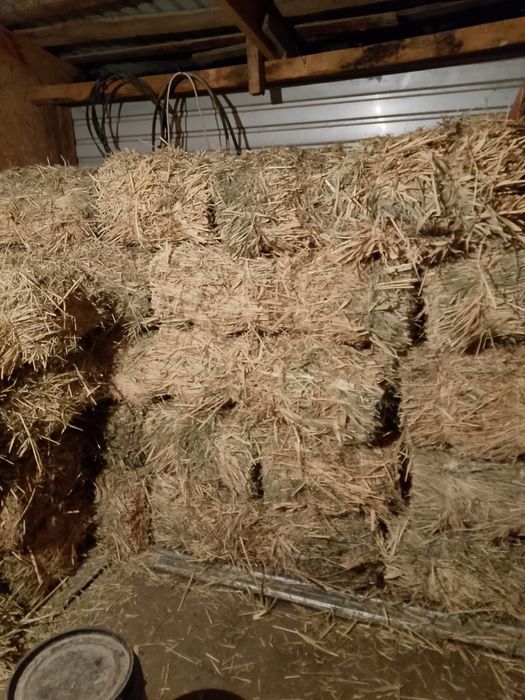 Шөп сатылады түгі дәу