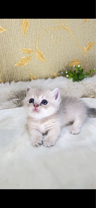 Манчкин Munchkin продается