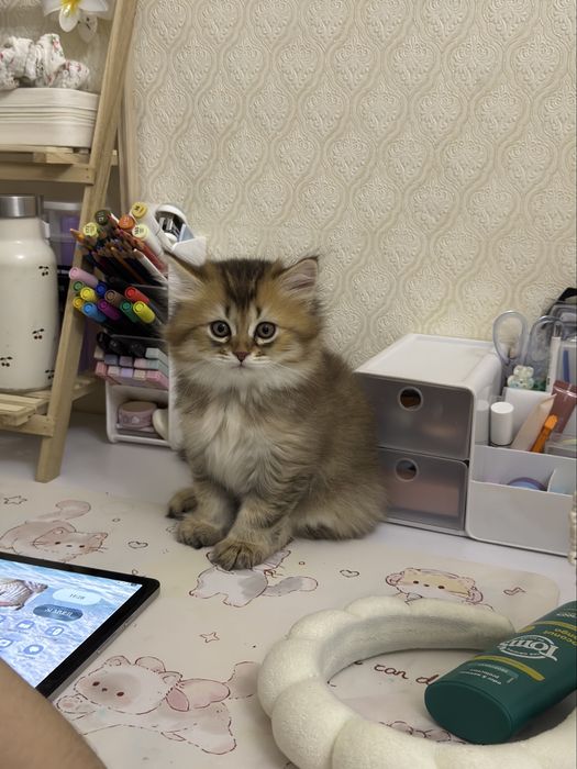 Котенок золотая шиншилла