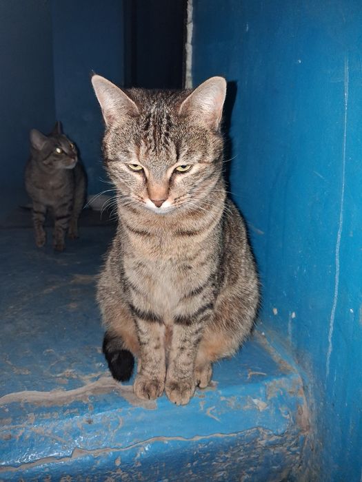 Кошечка бесплатно в добрые руки!