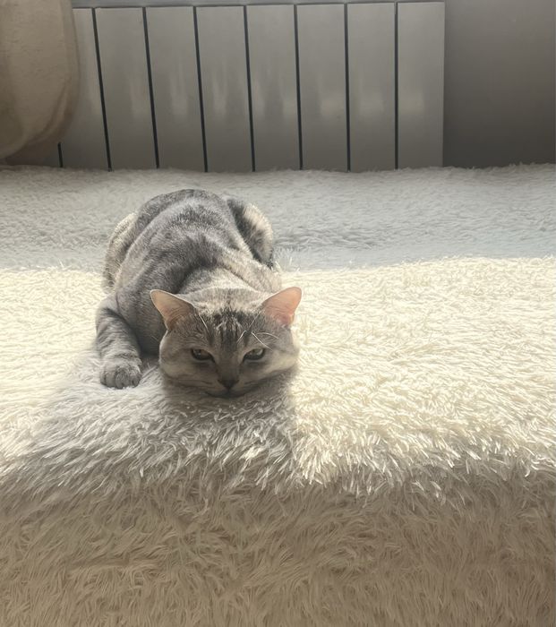 Отдам в добрые руки г. Алматы