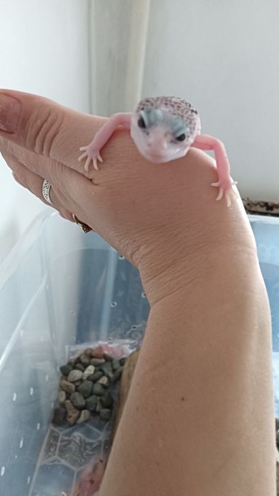 Леопардовый гикон