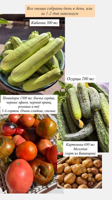 Домашние свежие овощи