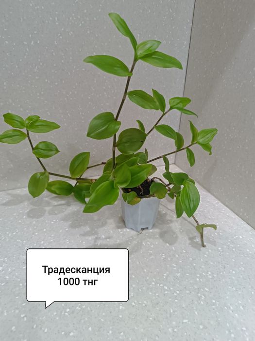 Цветы в горшках комнатные