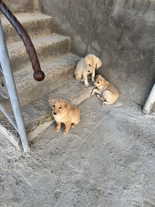 Шенки 3 месяца самцы, привитые,