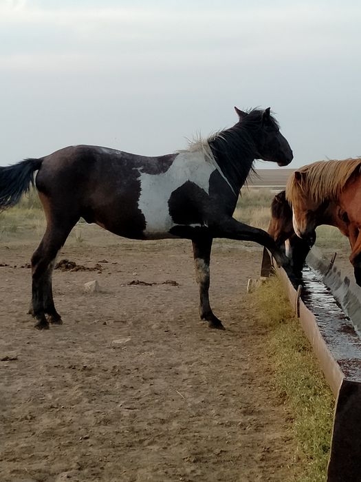 Продам жеребца 5лет