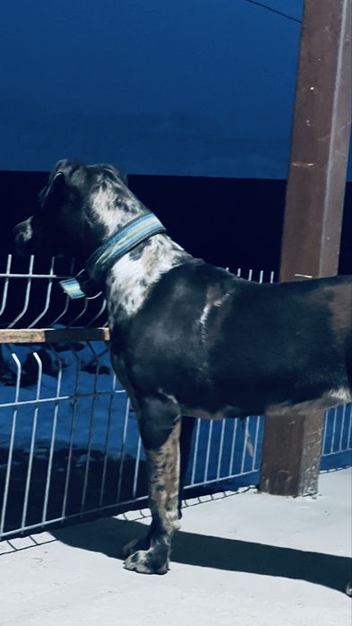 Щенок Питьбултерьер сука 5,5 мес