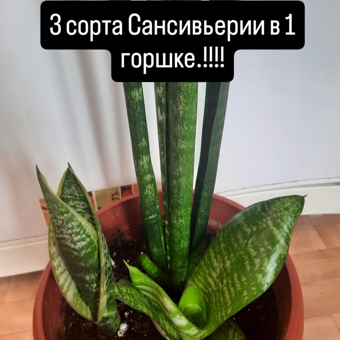 Сансивьерии,все сорта.Мускори.
