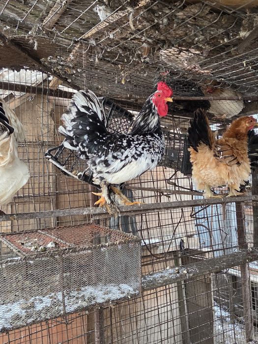 Vând cocoși pitici