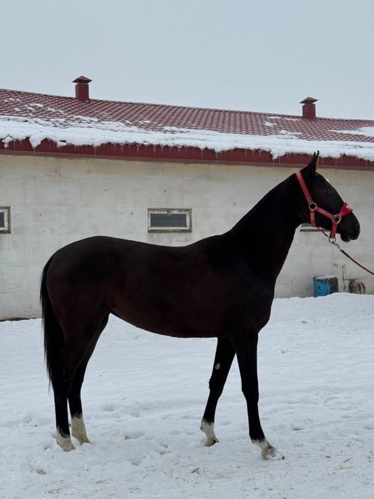 Ахалтекинская лошадь