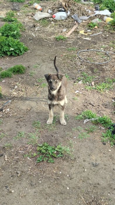 Отдам щенят бесплатно