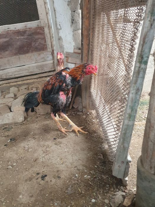 Дакан сатылады каны таза