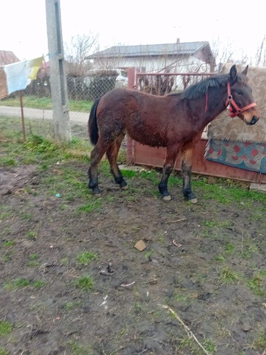 De vânzare mânz de 8 luni o făcut acum în 31 noiembrie