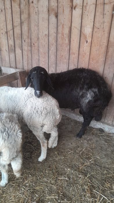 Berbec Caracul Negru