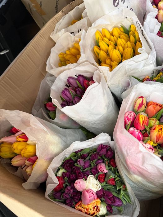 Нежные голландские тюльпаны