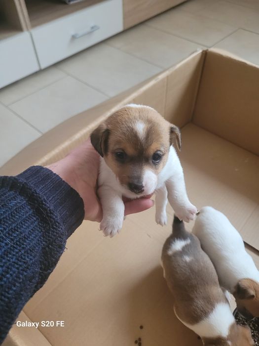 Джак Ръсел Териер