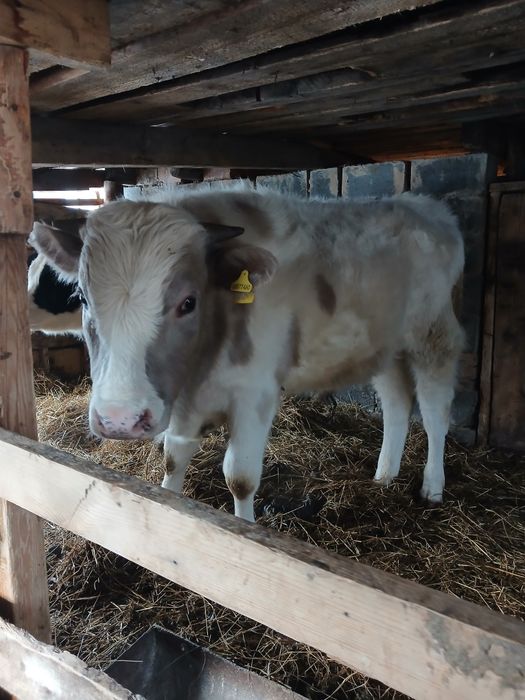 Быкчки на откорм