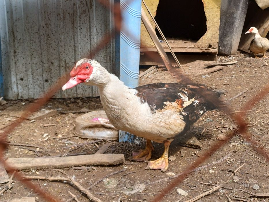 Продам индоуток, годовалые