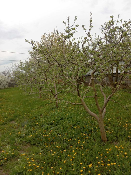 Casă bătrânească cu livadă generoasă, într-o zonă liniștită – aproape de Roman, jud. Neamț