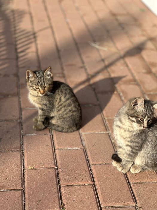 Котята ищут дом и семью