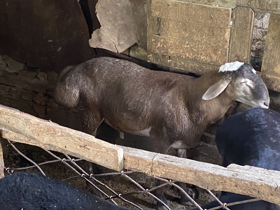 Qoylar sotiladi semiz