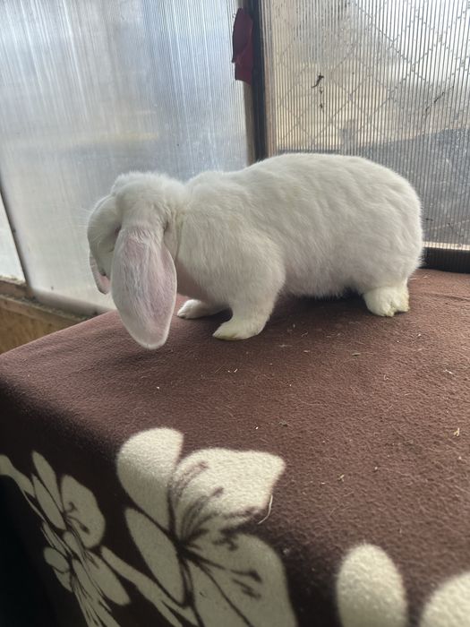 Iepuri berbec german