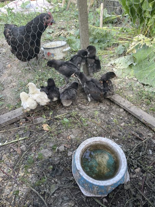 Pui de rață si găină